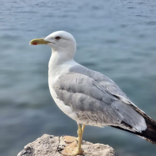 64c56c66f3293863956c3215_b99c52cc-b330-46cf-ba0a-b4fe957b1d30