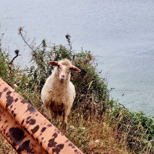 64c56dbf2947f447f311784f_1cccaf32-3901-4f43-bf2f-d692d6fa2db3(1)